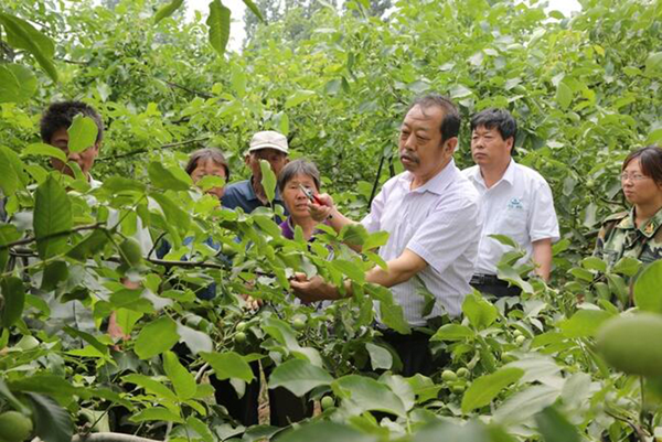 图为李保国在田间为农户解说核桃莳植适用手艺。。。。。。。
